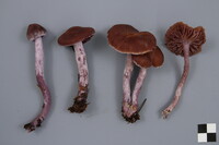 Cortinarius evernius image